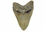 Fossil Megalodon Tooth - North Carolina #328842-1